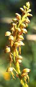 Menschentragendes Ohnhorn (Aceras anthropophorum)