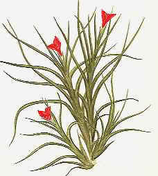 Tillandsia albertiana