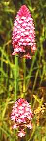 Pyramidenorchis (Anacamptis pyramidalis)