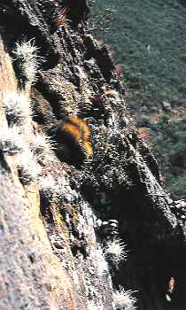 T. balsasensis, 1200m, Cajamarca