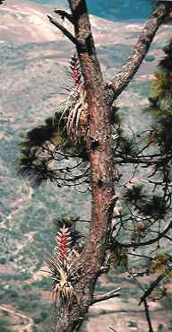 Tillandsia bourgaei, Oaxaca