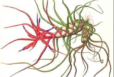 Tillandsia bulbosa