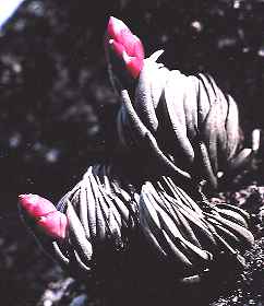 T. carminea, Orgelgebirge