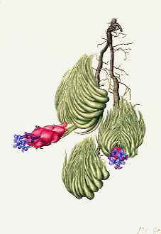 Tillandsia carminea