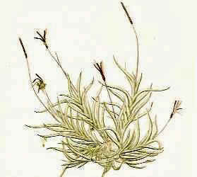 Tillandsia castellanii