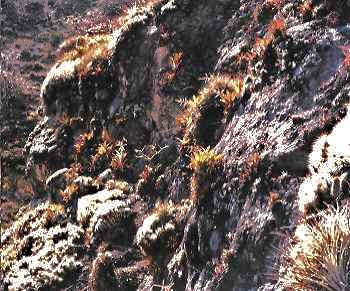T.heteromorpha, T. lymannii, 1200 m, Cajamarca