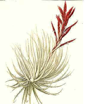 Tillandsia didisticha