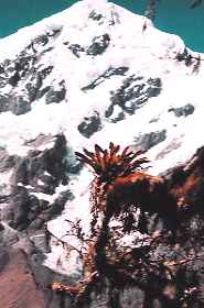 T.dudleyi, 3100m, Cuzco