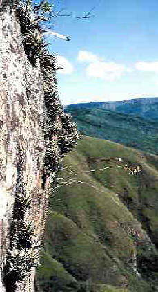 T. edithae fa. minor, 1100m, Sta. Cruz