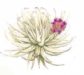 Tillandsia gardneri var. rupicola