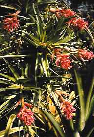 Tillandsia geminiflora
