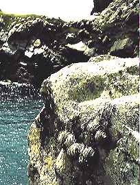Tillandsia gardneri var.rupicola, Rio