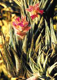 T. heubergeri, Bahia