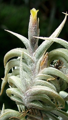 Tillandsia gilliesii, Argentinien