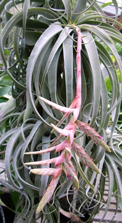 Tillandsia latifolia var. leucophylla, Peru