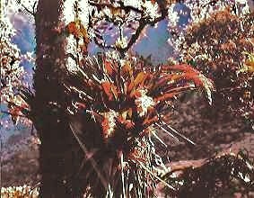 T.ionochroma, 3000m, Piura
