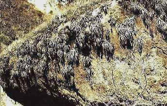 T. latifolia var. leucophylla, 1200m, Cajamarca