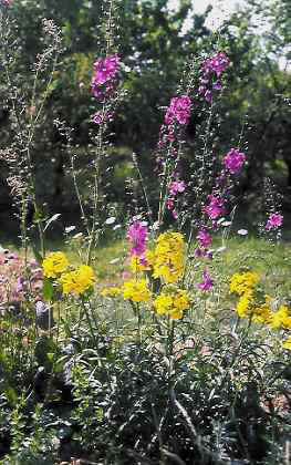 Phönizische Königskerze (Verbascum phoeniceum), Duftschöterich (Erysimum odoratum)