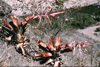 T. lymannii, 1200m, Cajamarca