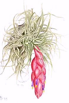 Tillandsia macdougallii