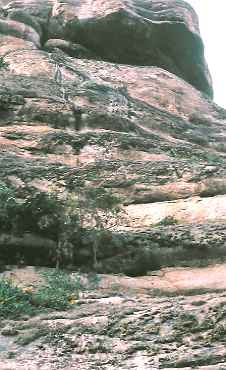 Tillandsia araujei, T. streptocarpa, Bahia