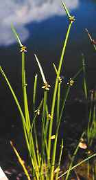 Spitze Teichbinse (Schoenoplectus mucronatus