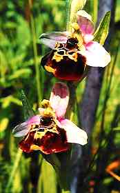 Hummelragwurz (Ophrys holoserica)