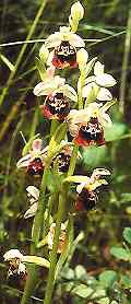 Hummelragwurz (Ophrys holoserica)