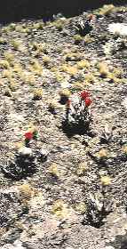 Tillandsia organensis, R.d.J