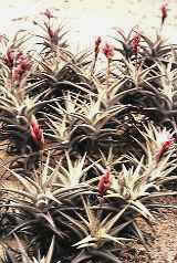 T purpurea, 50m,Lima