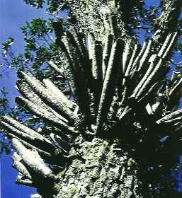 Quesnelia marmorata, Espirito Santo