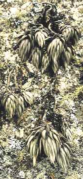 T. reclinata, Orgelgebirge