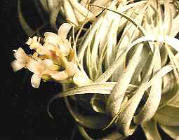 T. gardneri var rupicola fa. alba