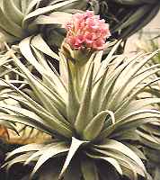 T. gardneri var. rupicola