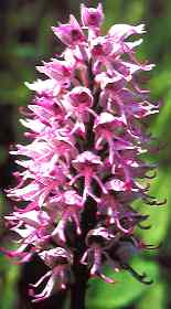 Affenorchis (Orchis simia)