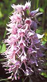 Affenorchis (Orchis simia)