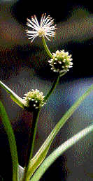 Zwergigelkolben (Sparganium natans)
