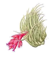 Tillandsia sprengeliana