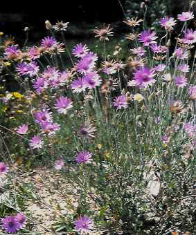 Spreublume (Xeranthemum annuum)