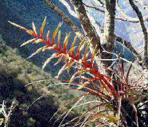 Tillandsia callichroma