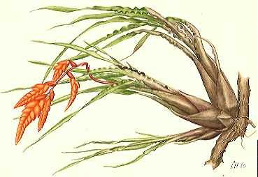 Racinea undulifolia