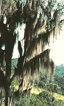 Tillandsia usneoides, Brasilien